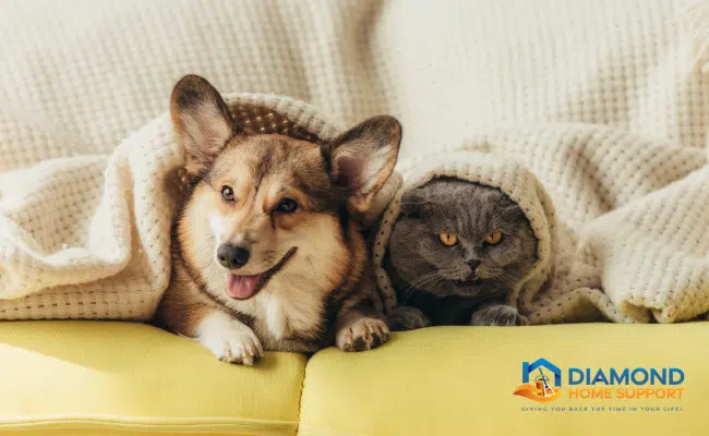 cleaning tips for pet owners 2 cleaning tips for pet owners